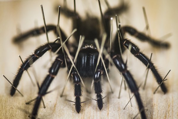 Arachnology Collection Area 2018