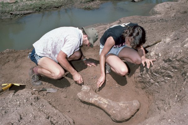 Diprotodon optatum