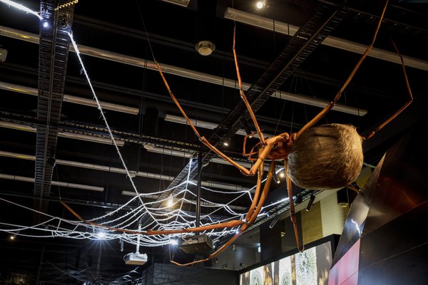 Spiders Exhibition Photograph Stock