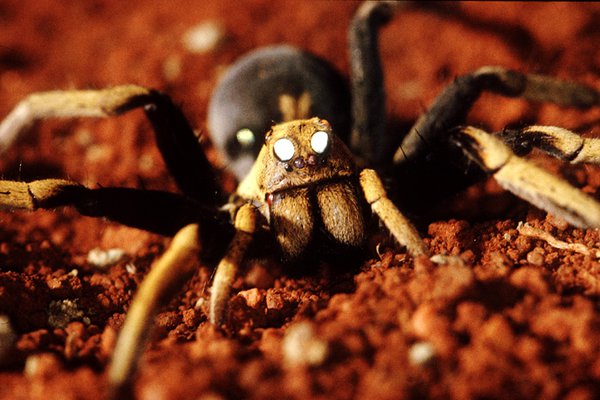 Wolf Spider