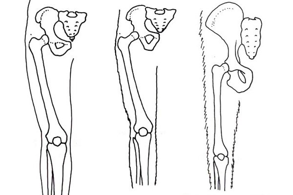 Human evolution drawings