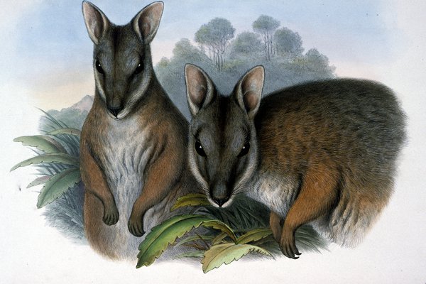 Mammals of Australia