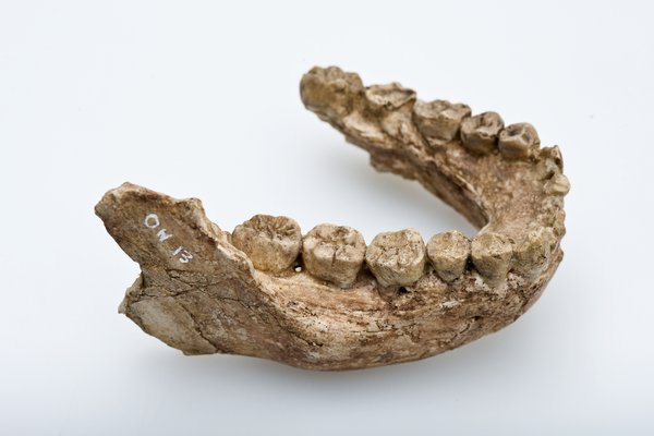 Homo Habilis