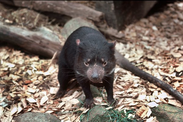 Sarcophilus harrisi