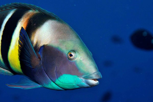 Eastern King Wrasse, Coris sandeyeri