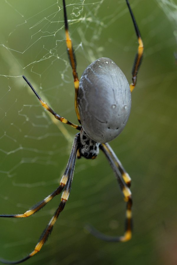 Golden orb weaver