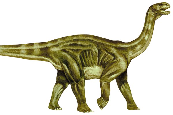 Shunosaurus