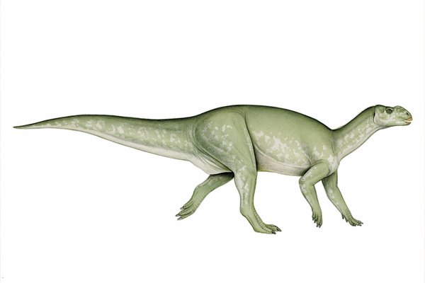 Muttaburrasaurus