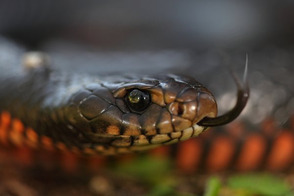 Red-bellied Black Snake Pseudechis porphyriacus