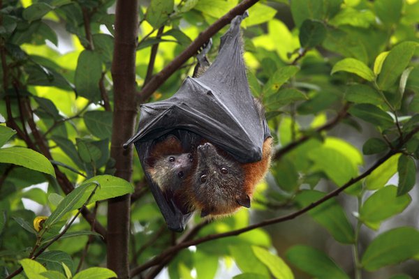 Grey-headed Flying-fox (Pteropus poliocephalus)