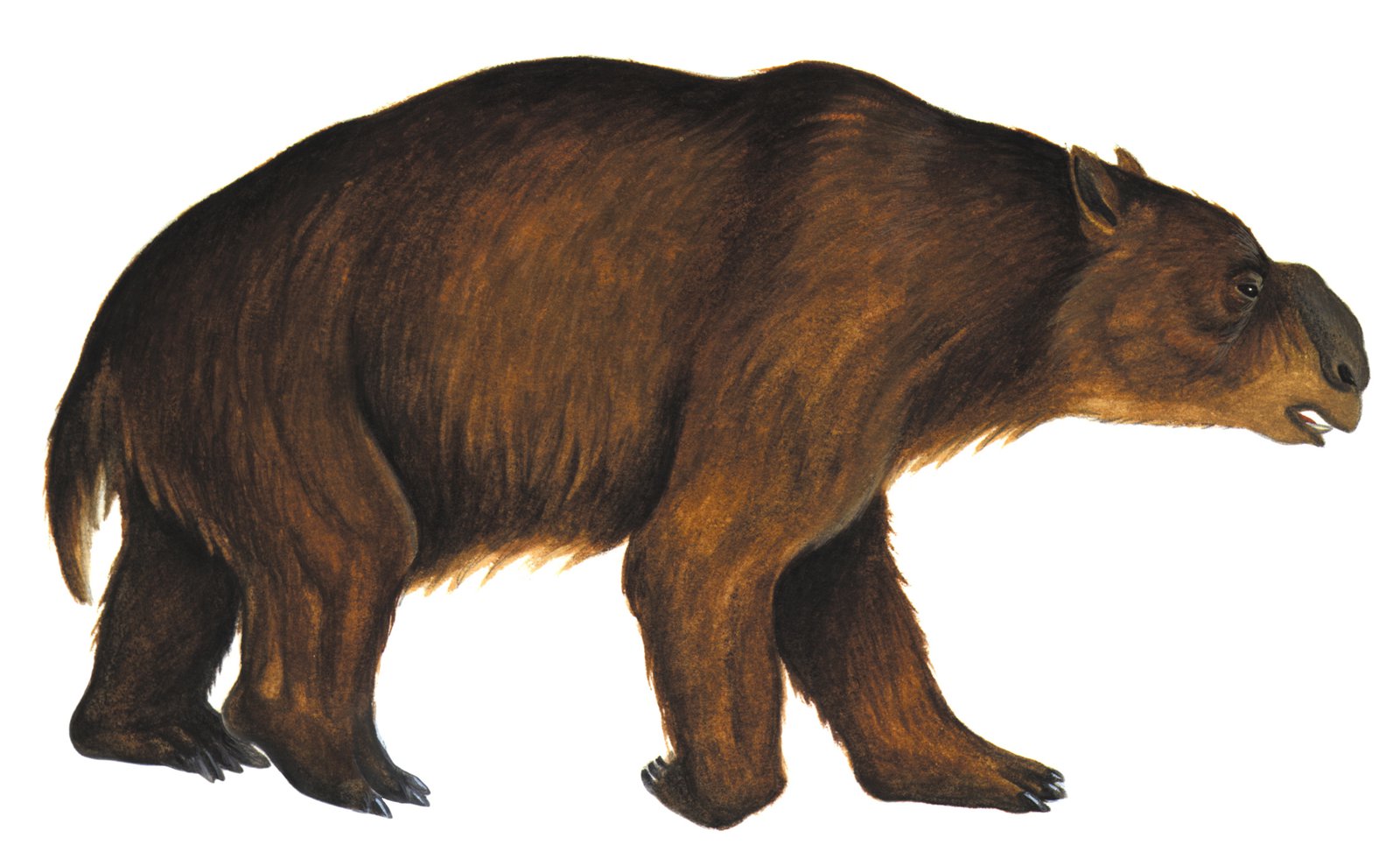 Diprotodon optatum