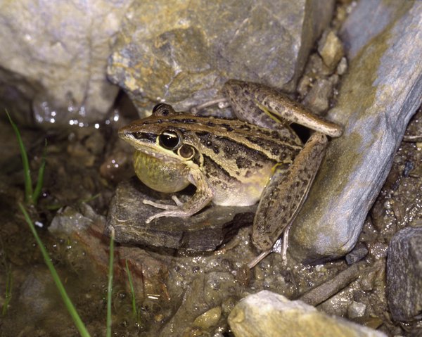 Litoria nasuta