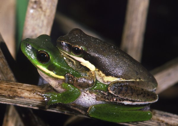 Litoria fallax