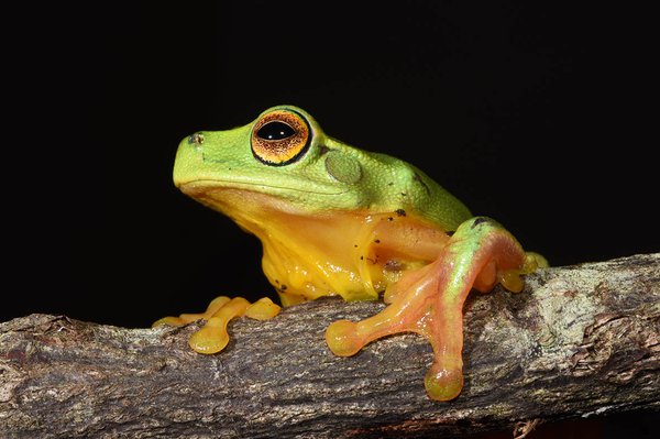 Litoria gracilenta, Border Ranges NP