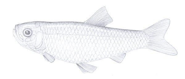 Illustration of