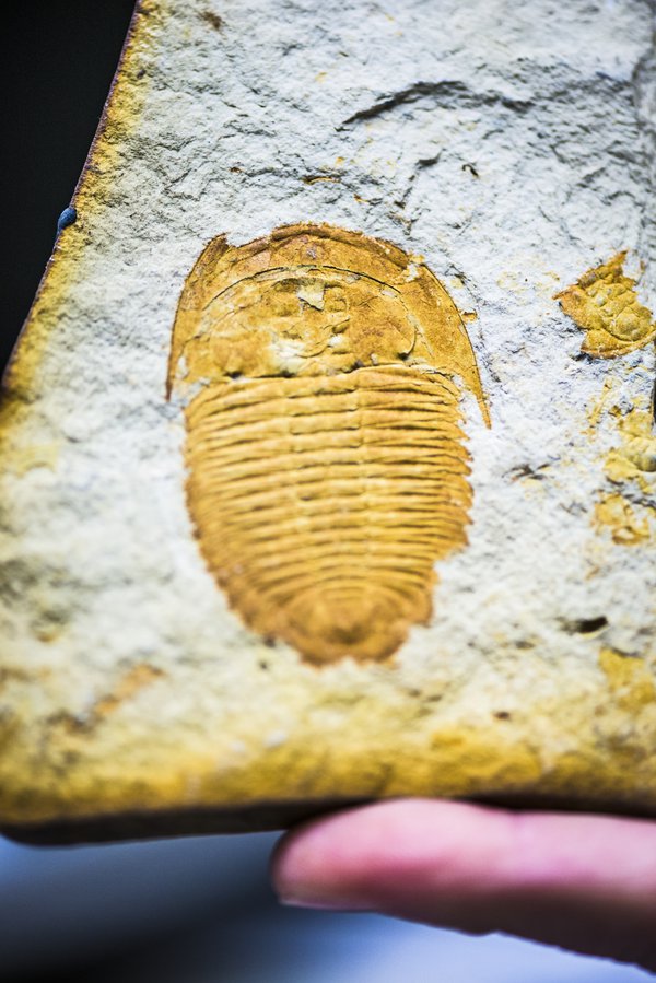 Trilobite fossil