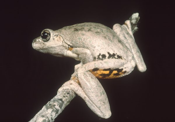 Litoria peronii