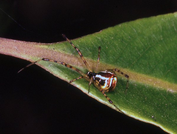 A cobweb spider, Theridion sp.