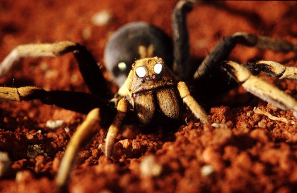 Wolf Spider