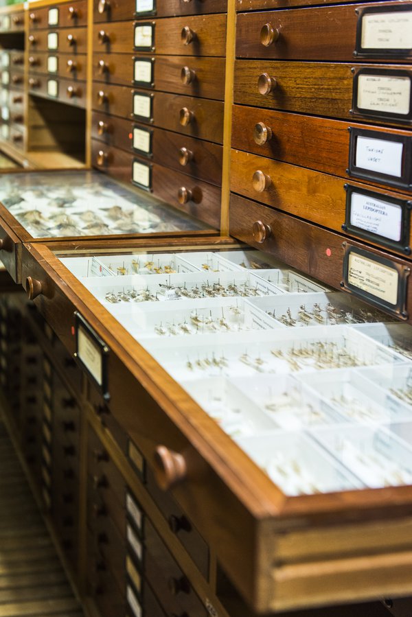 Entomology Collection Area 2018