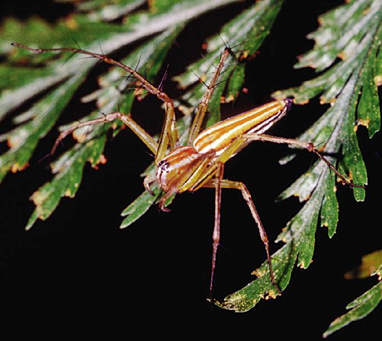 Oxyopes