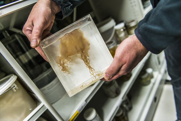 Marine Invertebrates Collection Area 2018