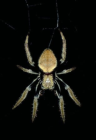 Eriophora (Araneidae)