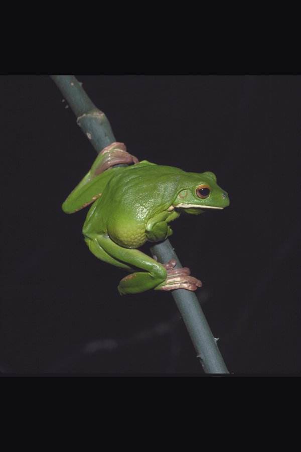 Litoria infrafrenata