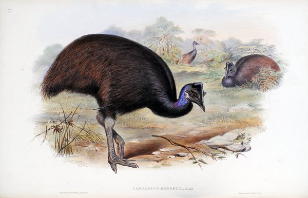 The birds of Australia. Supplement / by John Gould.