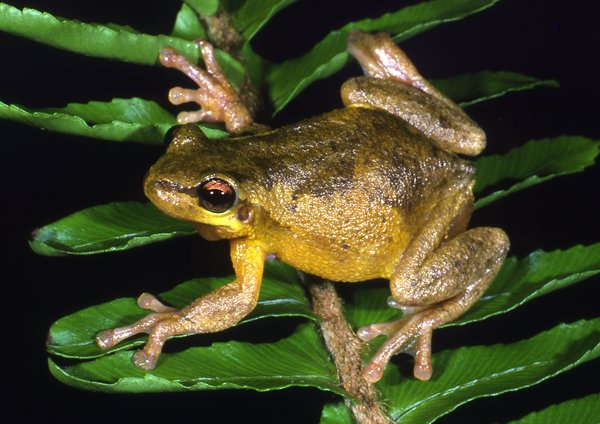 Litoria dentata