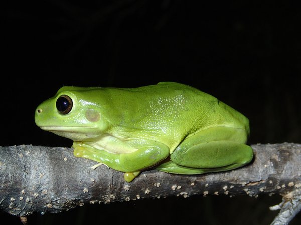 Green Tree Frog (Litoria caerulea)