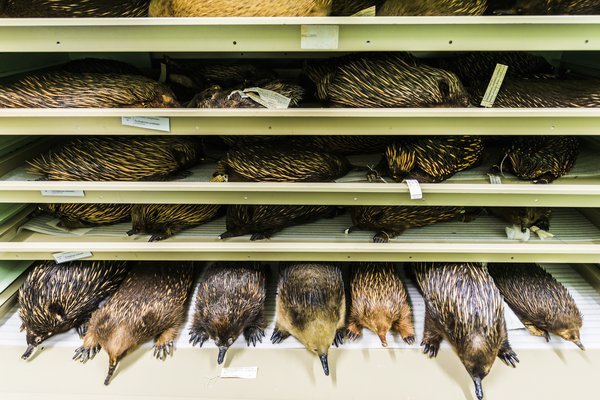 Echidna skins in the Mammalogy Collection Area