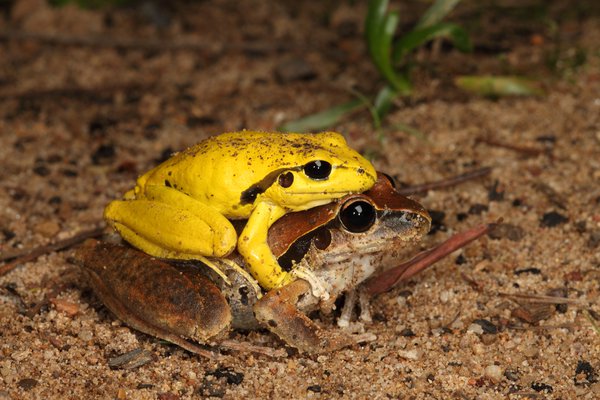 Litoria wilcoxii_Watagans Basin Campground