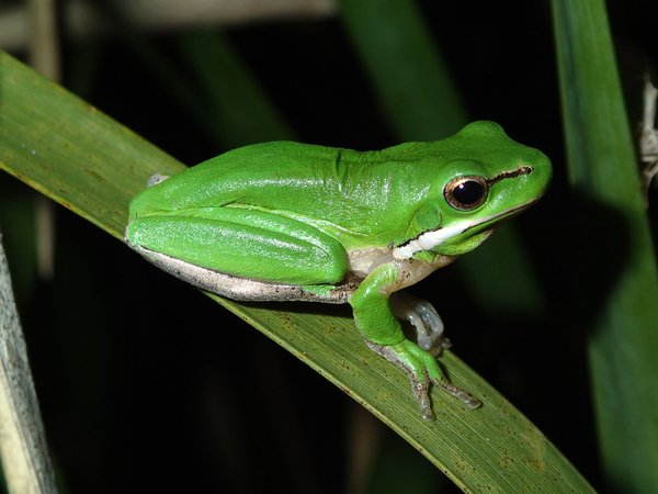 Eastern Dwarf Tree Frog (Litoria fallax)