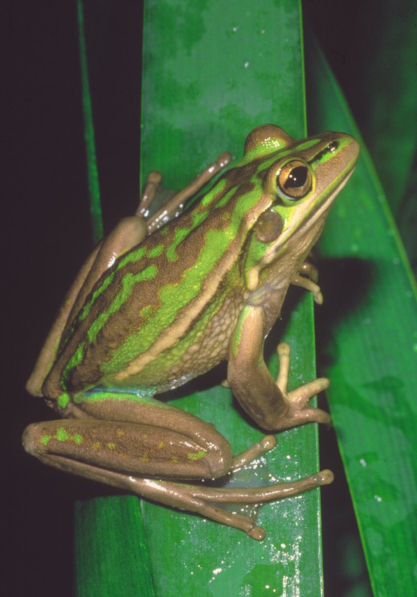 Litoria aurea