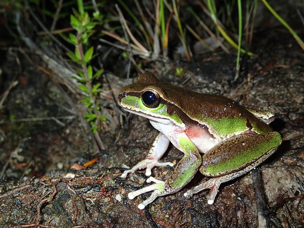 Litoria citropa, Darkes Forest