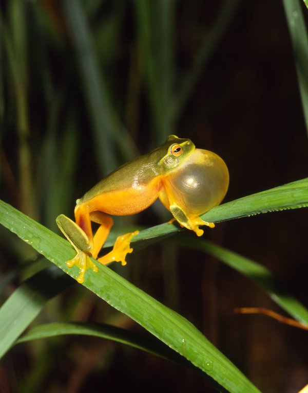 Litoria gracilenta