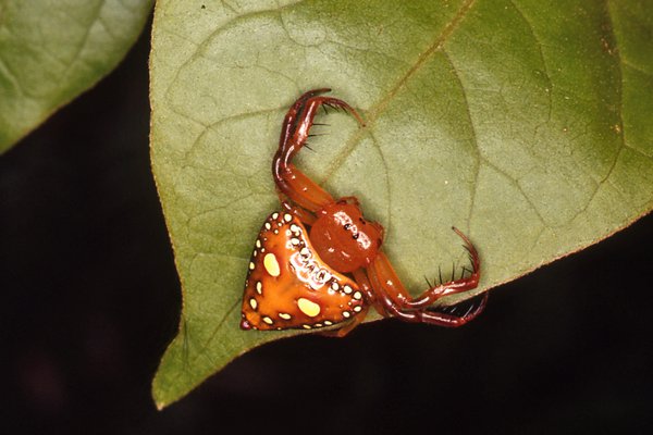 Triangular Spider waiting on leaf edge