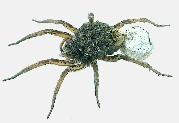 Female Wolf Spider