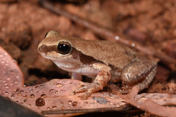 Red Tree Frog (Litoria rubella).