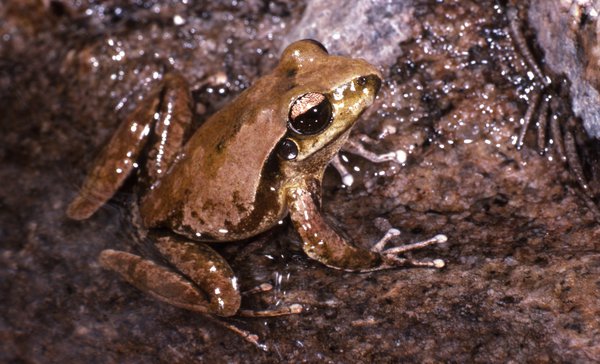 Litoria lesueuri