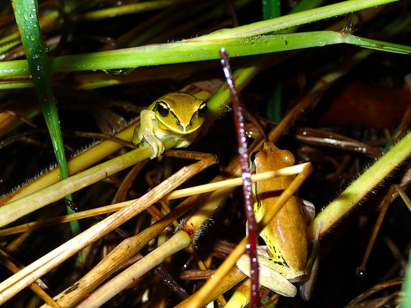 Litoria brevipalmata, Richmond Range NP