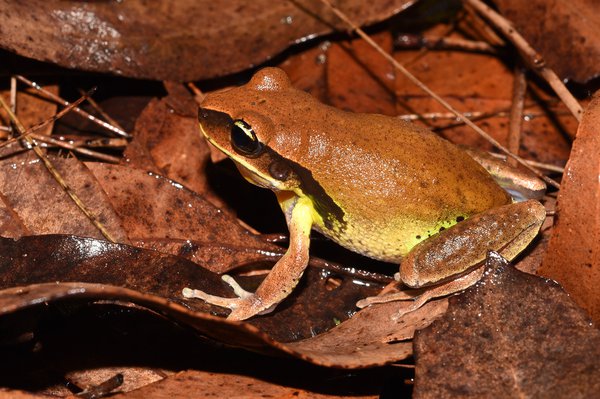 Wanted Frog Species - FrogID