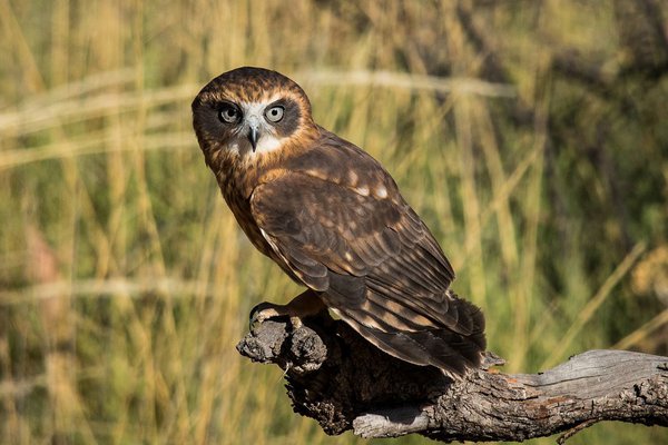 Southern Boobook Owl