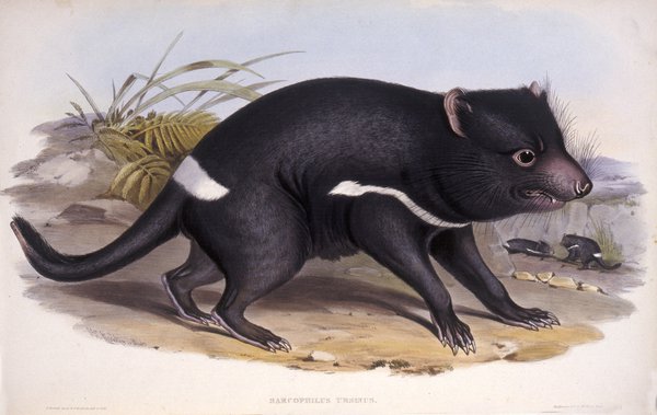 Mammals of Australia