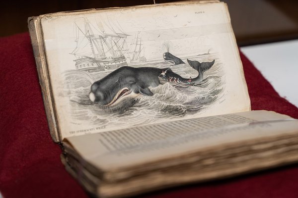 The Spermaceti Whale - Rare Book