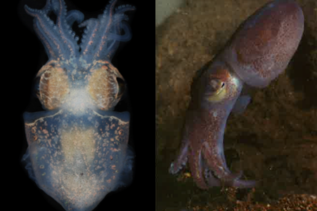 Newly described species. Left: Sepioloidea jaelae; Right: Sepioloidea virgilioi.