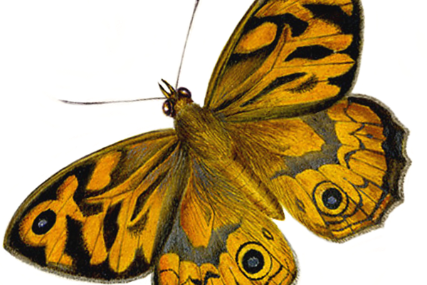 Butterfly illustration