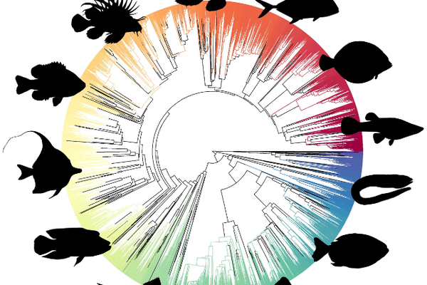 Time-Calibrated phylogeny of teleost fishes in the Fish Shapes v1 dataset. Each family is indicated with a different colour tree from Rabosky et al. 2018.