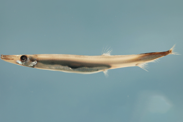 The Atlantic Barracudina, Lestidium atlanticum.